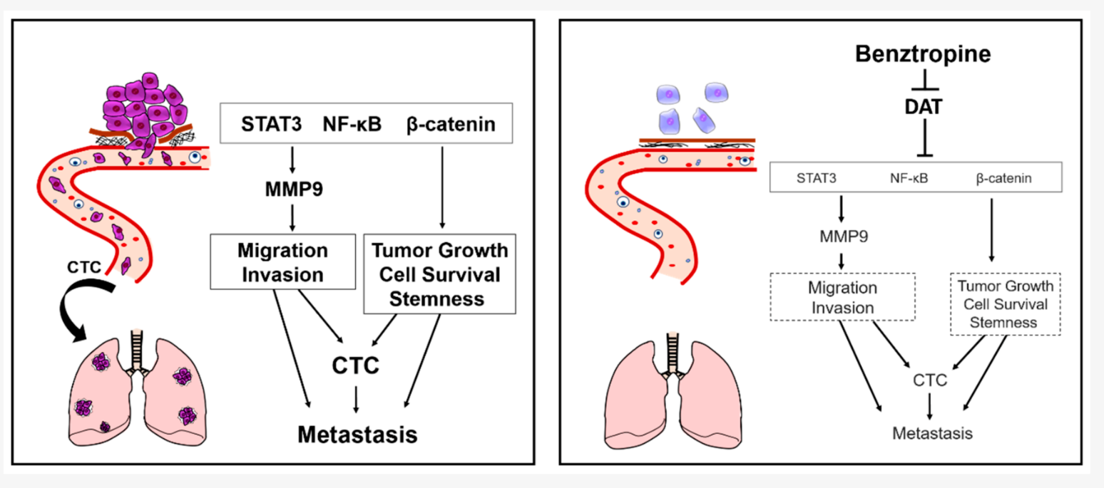 Tumor growth, migration, invasion, and stemness are crucial for aggressive cancers, driven by oncogenic signaling through STAT3, NF-κB, and β-catenin, activating MMP9. Benztropine targets SLC6A3, suppressing these factors and cancer properties.