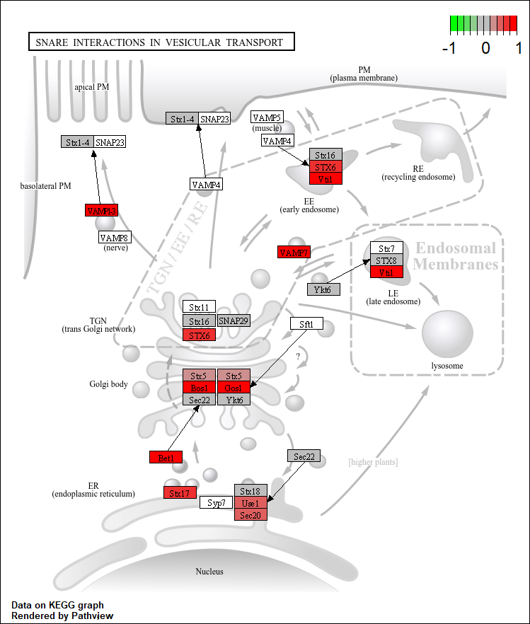Pathway snare interactions in vescular transport in Drosophila melanogaster
