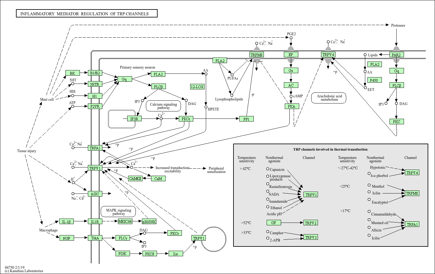 Pathway Inflammatory mediator regulation of TRP channels
