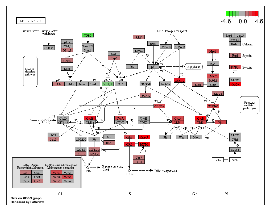 Visualize the selected KEGG pathway using pathview(). Gene expression values can be assigned to a gradient color scale.